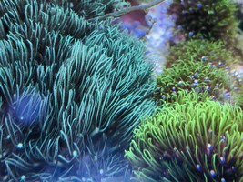 Mint star polyp  live coral frag 1”  - £10.21 GBP