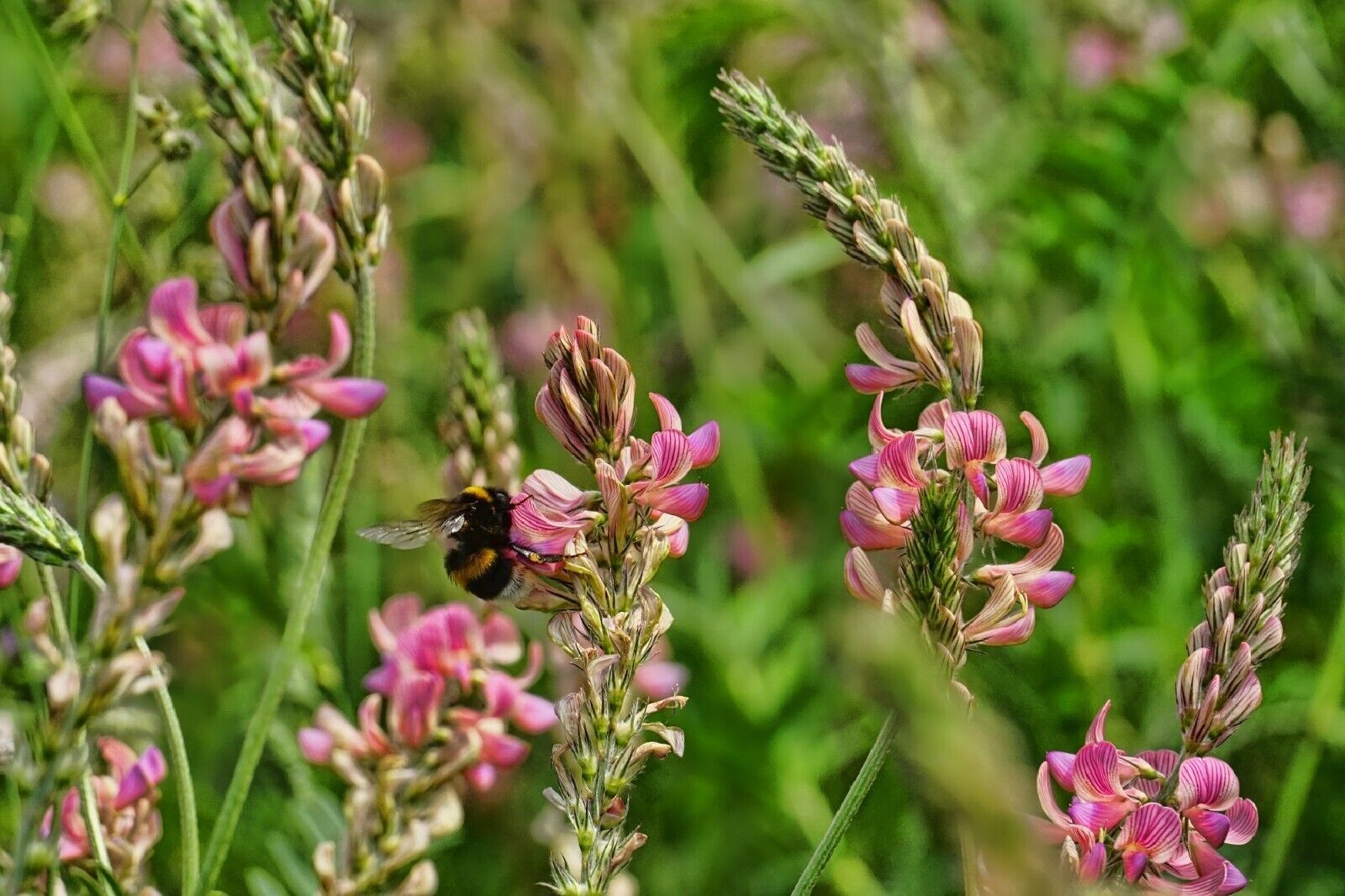 50 Pink Sainfoin {Onobrychis viciifolia} seeds  - $9.78