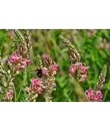 50 Pink Sainfoin {Onobrychis viciifolia} seeds  - $9.78