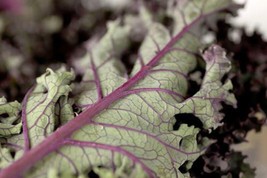 BPA 500 Seeds Red Russian Kale Brassica Oleracea VegetableFrom USA - £7.91 GBP