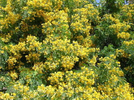 Cassia Condolleana Cassia Yellow Flowers Fresh Seeds - £14.09 GBP