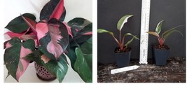 Pink Princess Variegated Philodenron Small Rooted Starter Plant Very Rare! - £66.43 GBP