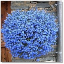 Balcony Hanging Blue Flax Flower Seeds Professional Pack 50 Seeds Pack Very Beau - £5.49 GBP