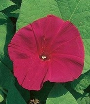 Scarlet O&#39;Hara Morning Glory Flower Seeds - £5.49 GBP