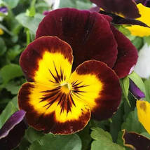 Wavy Viola Tricolor Pansy Flower, 200 Seeds - £14.53 GBP