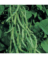 Kentucky Wonder B H Bean Bean 50 Or 100 Seeds 2 - £7.64 GBP