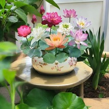 10Pcs Mixed Color Bowl Lotus Seeds Premium Bonsai Set For Beautiful Water Plants - $12.04