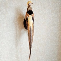 Yellow Golden Pheasant Chrysolophus Pictus Taxidermy Wall Mount. Stuffed... - $345.00