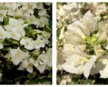 White Stripe Bougainvillea Small Well Rooted Starter Plant - $44.93