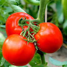 SL 50 Seeds Bloody Butcher Tomato Juicy Tomatoe Vegetable Garden Edible Food - $3.44