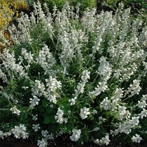 Salvia Farinacea White Victory Seed New Fresh Seeds USA - £8.83 GBP