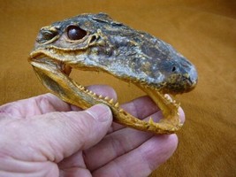 G-Def-290) 4-1/8&quot; Deformed Gator ALLIGATOR HEAD jaw teeth TAXIDERMY weir... - £30.54 GBP