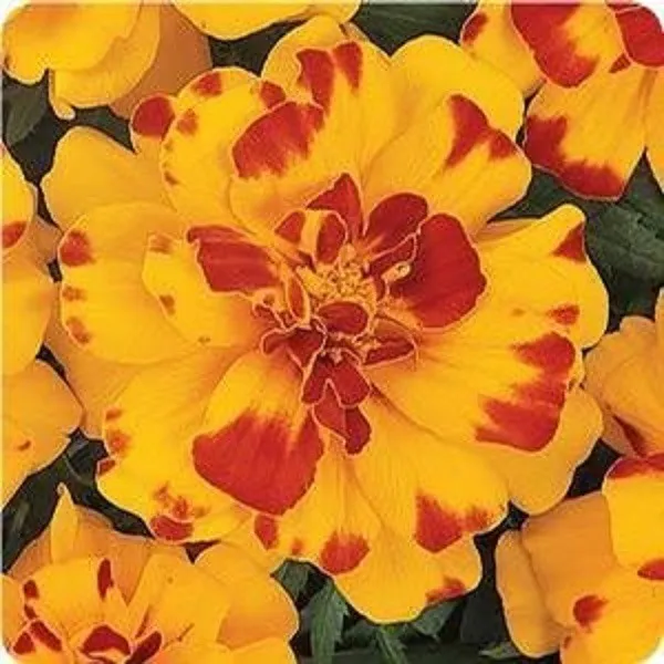 35 Durango Bolero Marigold Flower Annual Fresh Seeds for Planting - £13.45 GBP