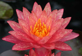 Pond Plant Nymphaea Wanvisa Red Hardy Water Lily Tuber Rhizome - £31.44 GBP