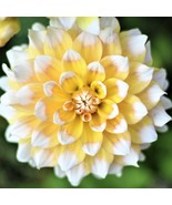 PSA Dahlia Seattle 3 Plant Divisions With Tubers Summer Flower Fast Growing - $964.70 MXN