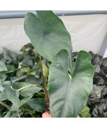 Alocasia Purple Cloak Princeps Starter Plant 2 Plants Fresh Garden - $39.00