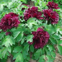 &#39;Wizths Black&#39; Peony Seeds, professional pack, a must for loving big blo... - £8.61 GBP