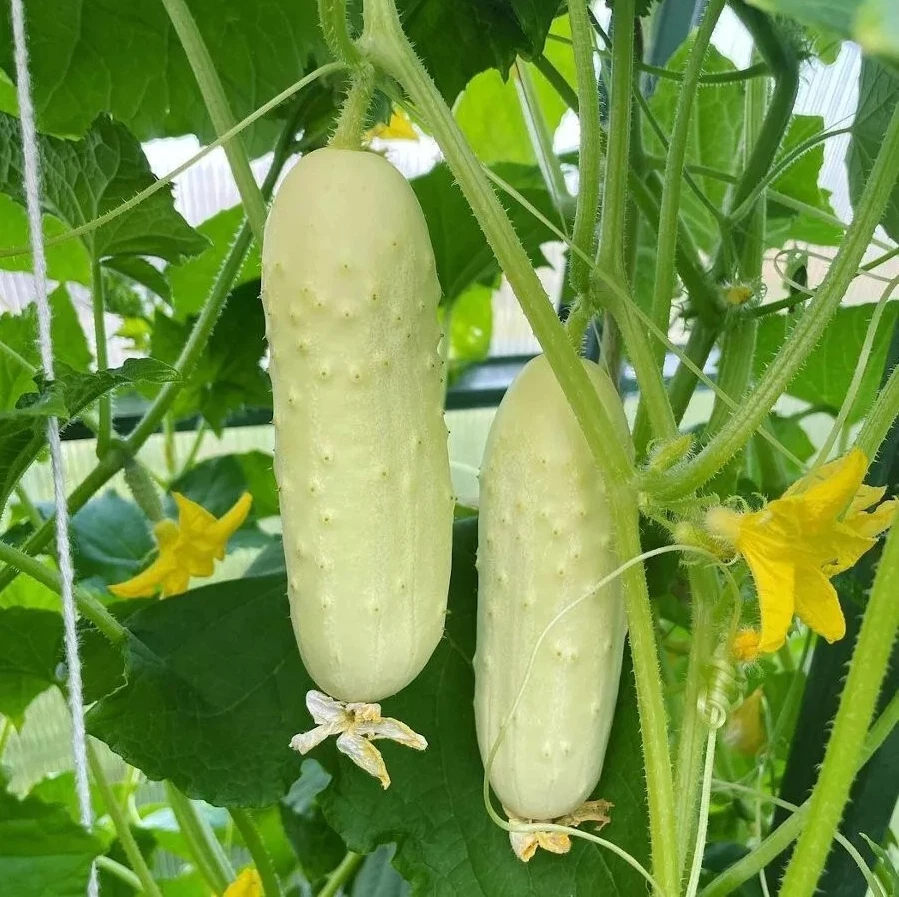 50+ WHITE WONDER CUCUMBER SEEDS ----------- HEIRLOOM -- NON GMO --------... - $7.78