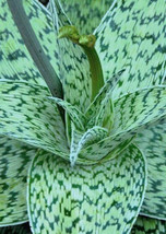 ALOE cv DELTA LIGHTS hybrid exotic color succulent rare flowering seed 50 SEEDS - £7.85 GBP