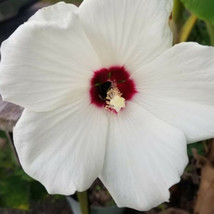 HibiscLuna White  10    Perennial 6  8 Blooms  HibiscMoscheutos From US - £6.02 GBP