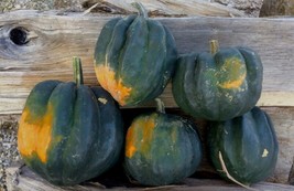 SGHOST Table Queen Acorn Winter Squash Seeds 10 Count~ Non Gmo~Organic USA Selle - £7.00 GBP