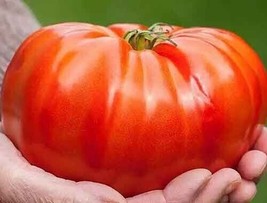 Fresh Garden 10+ Beefsteak Tomato Seeds Organic Heirloom NON GMO - £7.36 GBP