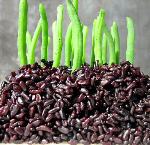 25 Forbidden Black Rice Seeds-1128A