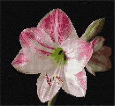 Pepita Needlepoint Canvas: Amaryllis, 10&quot; x 9&quot; - £62.11 GBP+