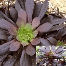 5 Cuttings Aeonium Xpoldark Agavaceae Black Purple Succulent Plant Not R... - $19.99