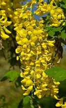GOLDEN CHAIN TREE 50 SEEDS, HARDY, FAST GROWING TREE. LABURNUM ANAGYROIDES - $111.48 MXN