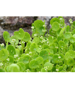 Epimedium Brevicornu Plant, 10 Seeds D - $16.35