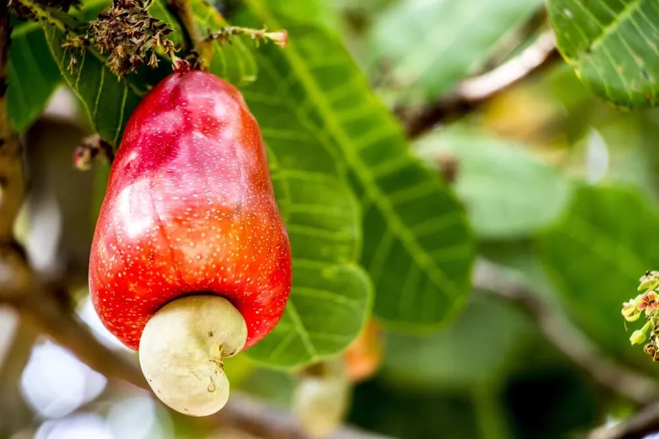 6 Seeds Cashew Tree Seeds for Planting - Anacardium occidentale - $19.19