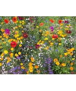 Hummingbird And Butterfly Wildflower Mix 17 Stunning Species Fast Grow - $196.99 MXN