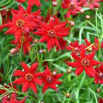 Coreopsis Amulet Red Dwarf 10 12 Tall Butterfly Garden 200 Seeds Fresh Seeds USA - £11.16 GBP