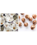 10 bulbs Prins Claus Species Crocus - €34,24 EUR