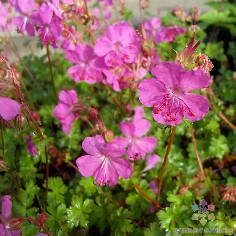 25 Westray Geranium Seeds Fresh Seeds USA - £7.70 GBP