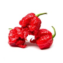 20 Worldtest Carolina Reaper Red Nongmo Premium Pepper Seedsb 16 From US  - $8.35