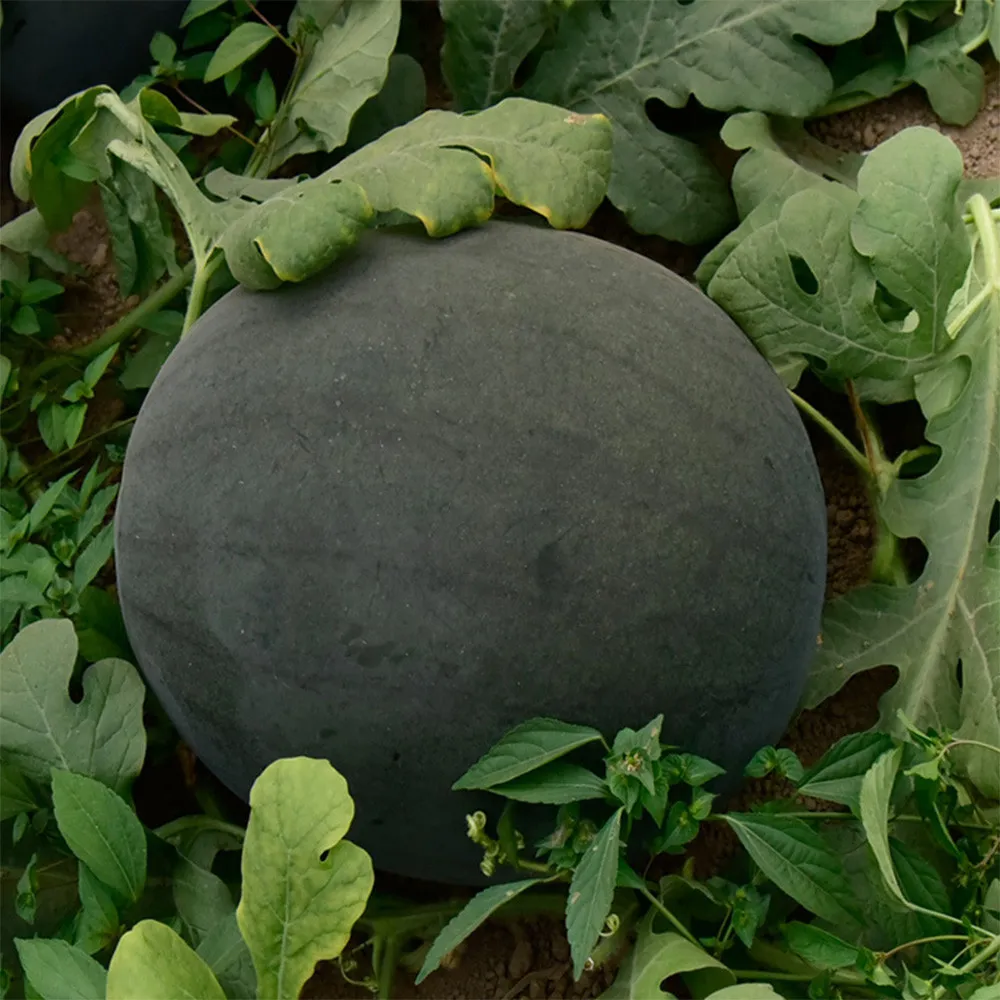 5 Bags (25 Seeds / Bag) of Black Landmine&#39; Series Watermelon Seeds - £11.00 GBP