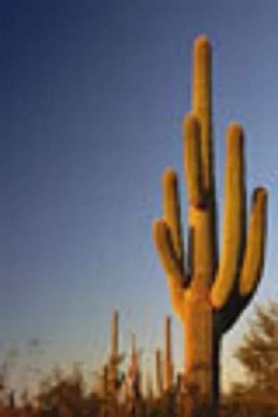 Carnegia Gigantea Saguaro Gigant Cacti Desert Columnar Cactus 100 Seeds Fresh Ga - £27.06 GBP