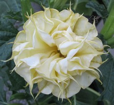 10 DBL Lemon Rose Angel Trumpet Flowers Brugmansia Datura Perennial Seeds - $18.99