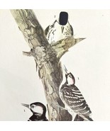 Red Cockaded Woodpecker Bird 1946 Color Art Print John James Audubon DWV2F - $760.08 MXN