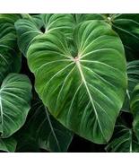 Philodendron zebra gloriosum 4&quot;pot - £29.99 GBP