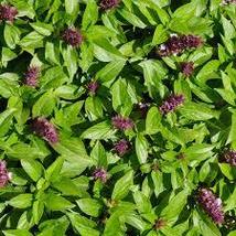 ANISE BASIL SEEDS Ocimum basilicum 2000 Purple Flush Basil Seeds for Pla... - $17.00