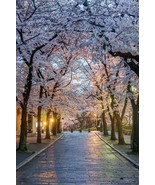 SRN 20 Japanese Cherry Blossom Seeds Exotic Seed Garden - $30.50