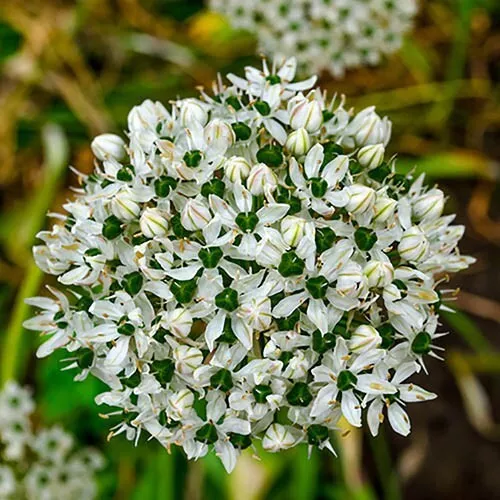Allium White &amp; Green NIGRUM 5 Flower Plant Bulbs Pollinator Cut Fresh Dry - $27.00