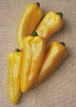 50 Seeds Corno Di Toro Yellow Sweet Pepper Seedsgarden Beautiful USA Seller - £19.54 GBP