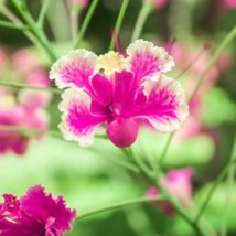 Fresh USA Seller Caesalpinia Pulcherrima Pink Seeds Barbados Pride Dwarf Poincia - £13.08 GBP