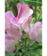 50 Pcs Solway Charm Semi-Dwarf Sweet Pea Seeds for Garden - $10.99