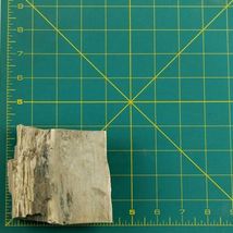 Petrified Wood South Dakota 1 lb 5.6 oz 4” x 4" x 1.4" Wooden Rock Stone Fossil image 5