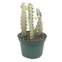 Ghost Variegated Euphorbia Trigona, White African Milk Tree, Extremely rare - £73.11 GBP